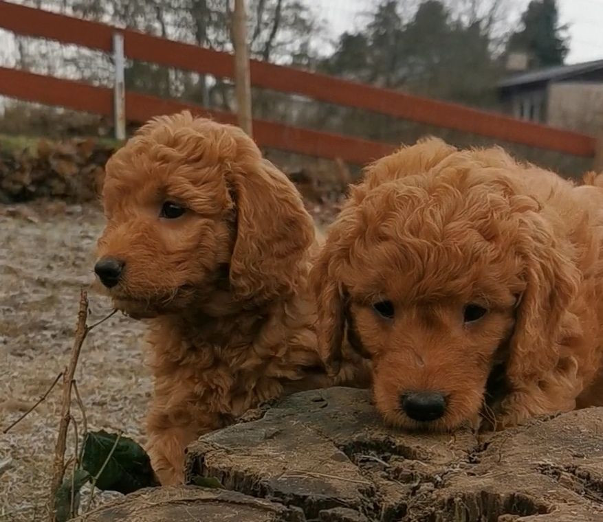 Goldendoodle F1 medium