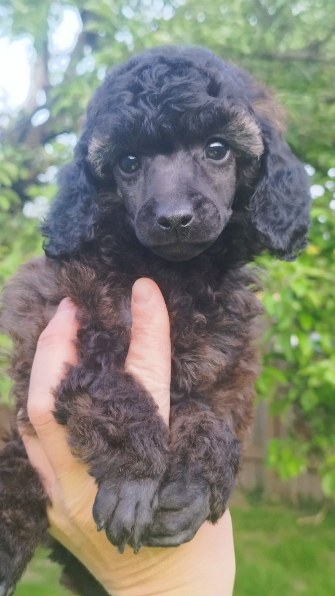 Hjortkvarns Cavapoo