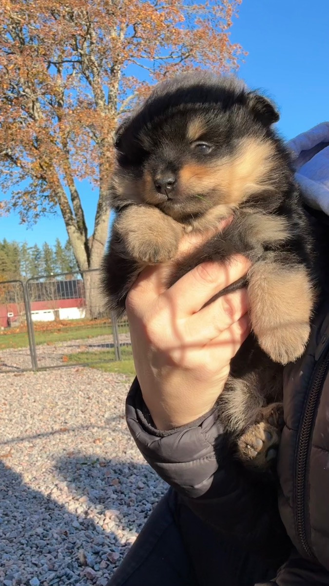 German Spitz – Mittelspitz
