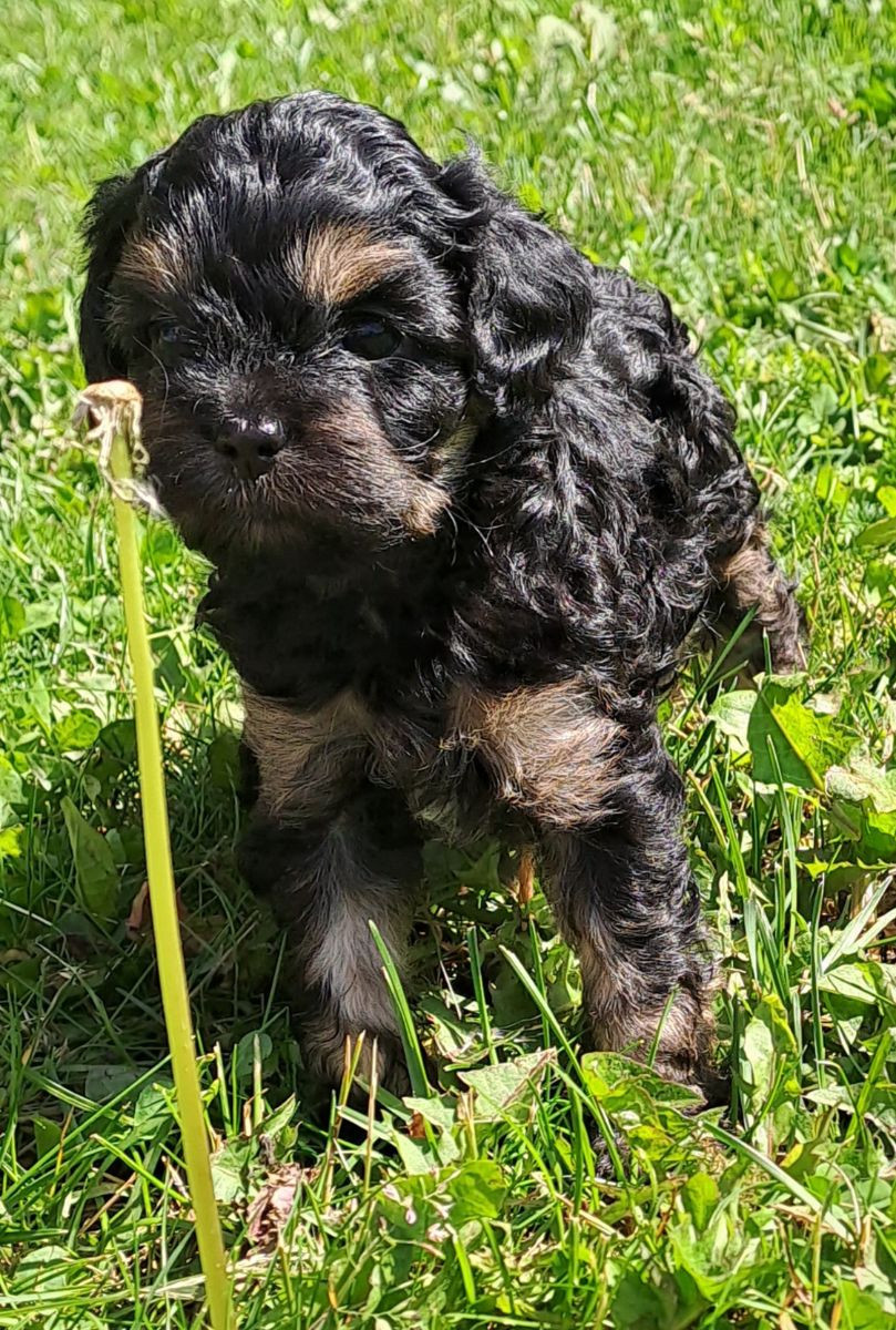 Maltipoo