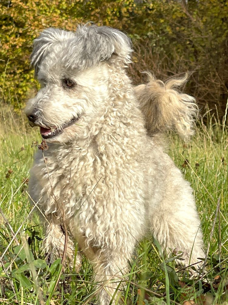 Skallabackens kennel