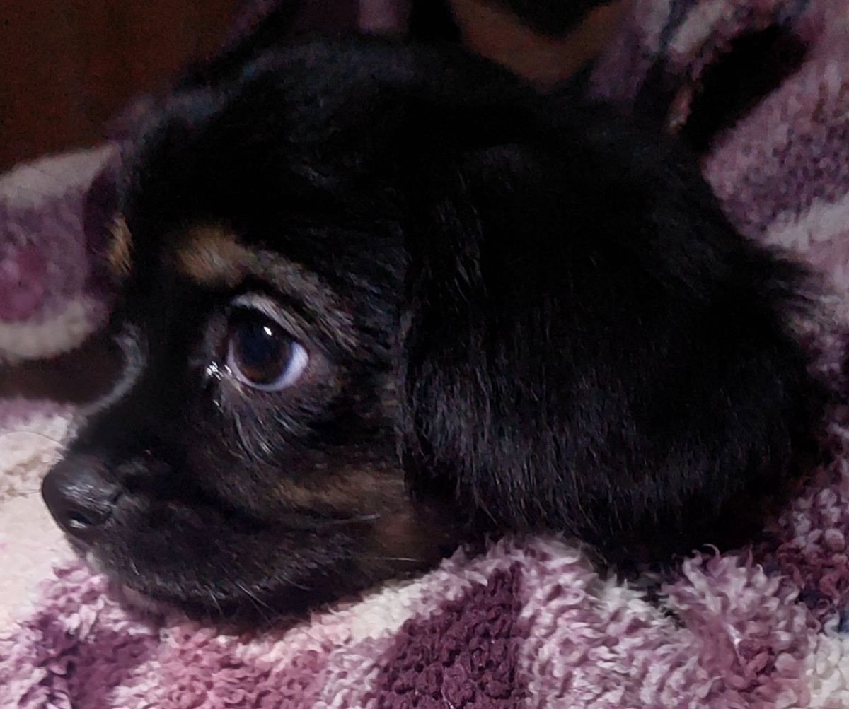 Cavalier Chihuhua Chilier · 2025-09-21 · Skinnskatteberg · Helene L.