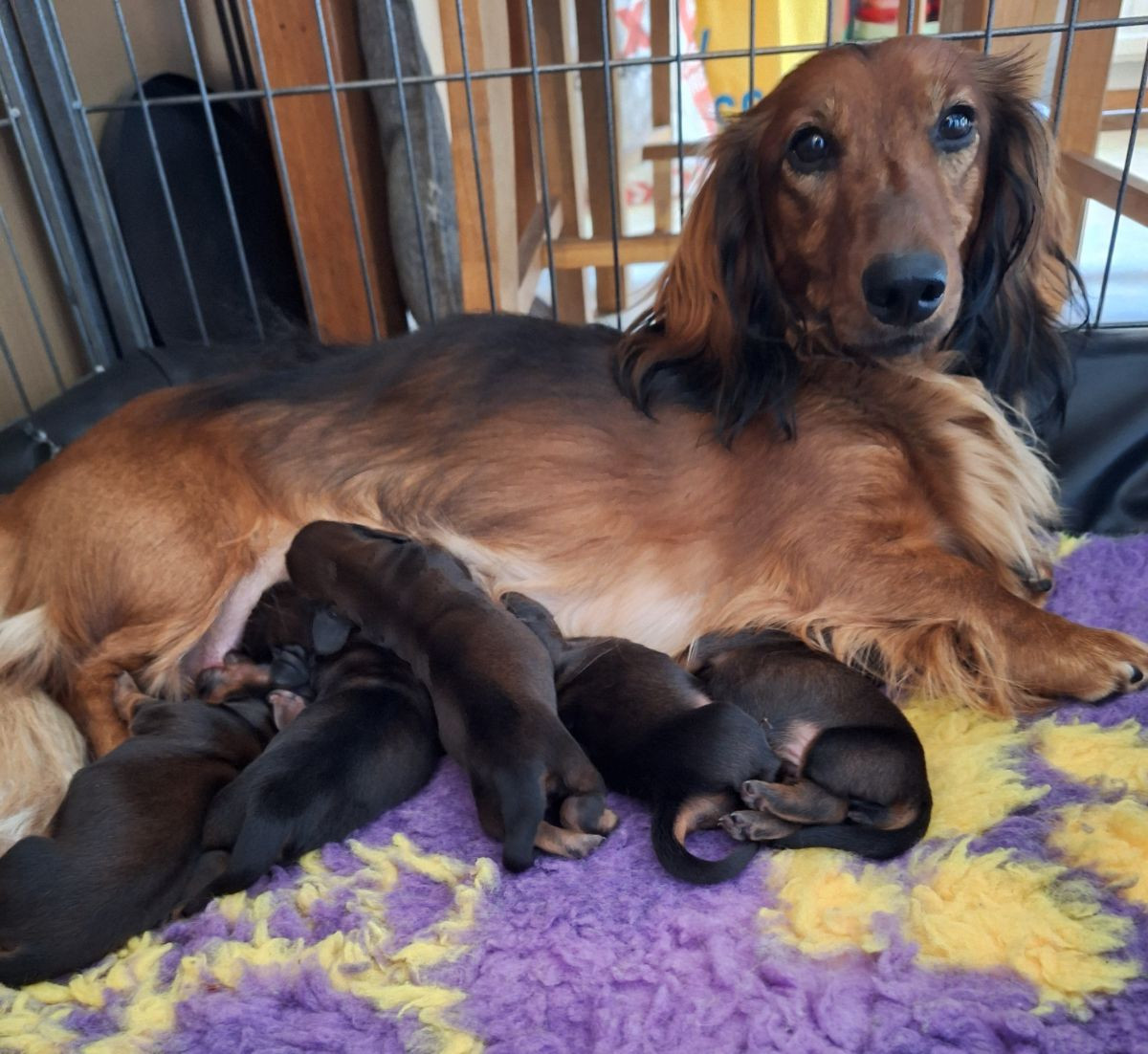 Fyrstjärnans