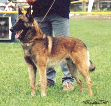 Belgian Malinois