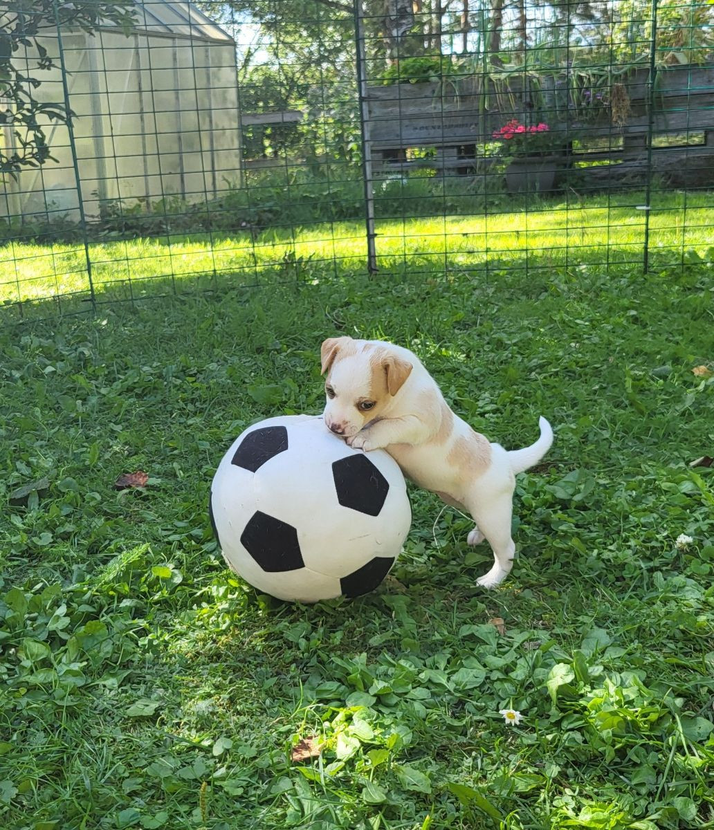 Sittac's kennel