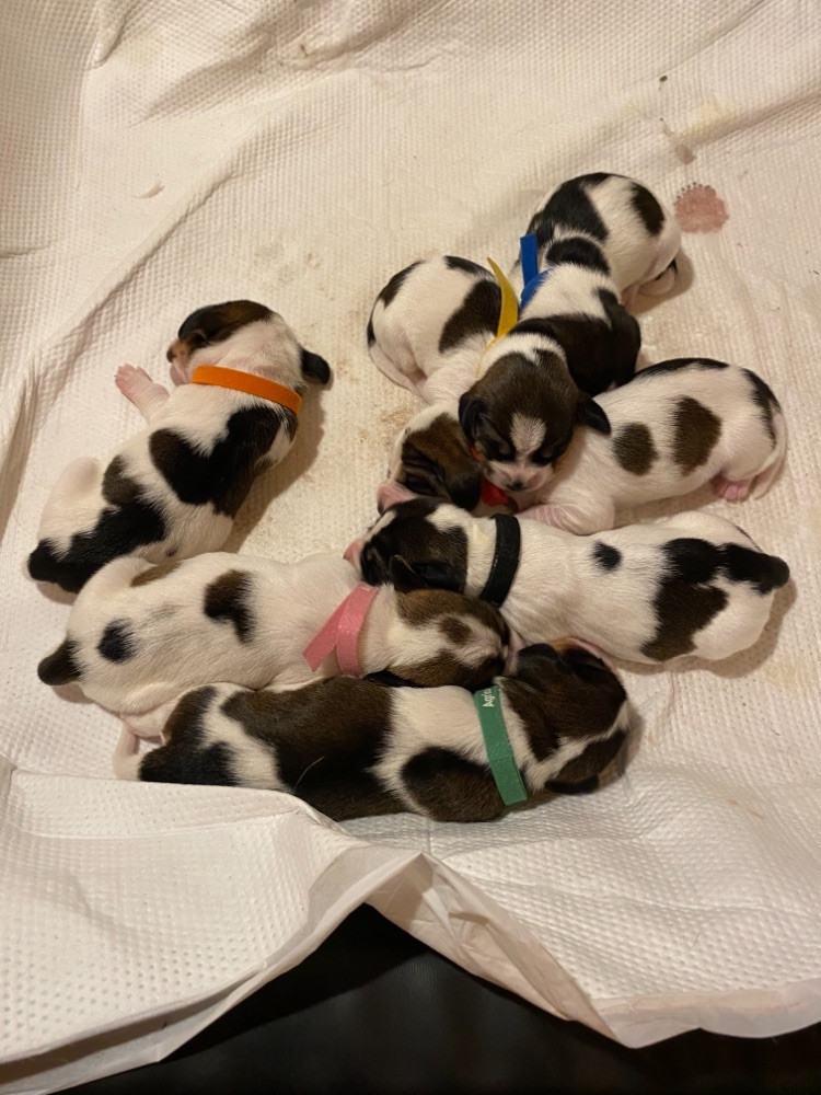 Petit Basset Griffon Vendéen