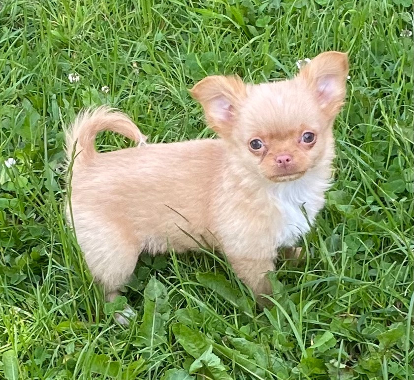 Chihuahua