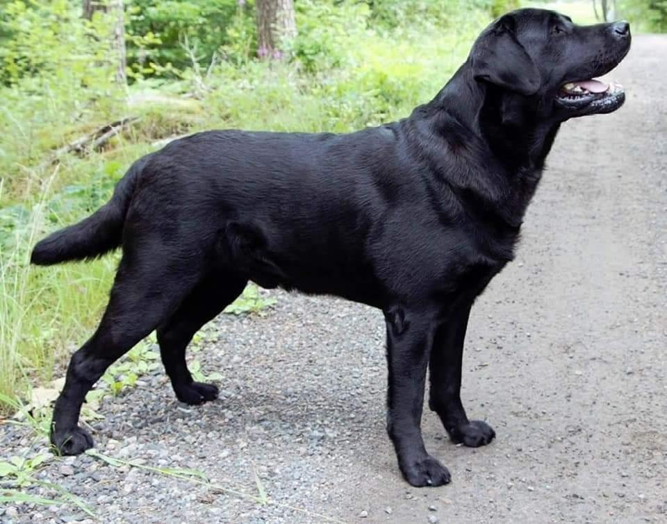 Sjökantens Cockerpoo