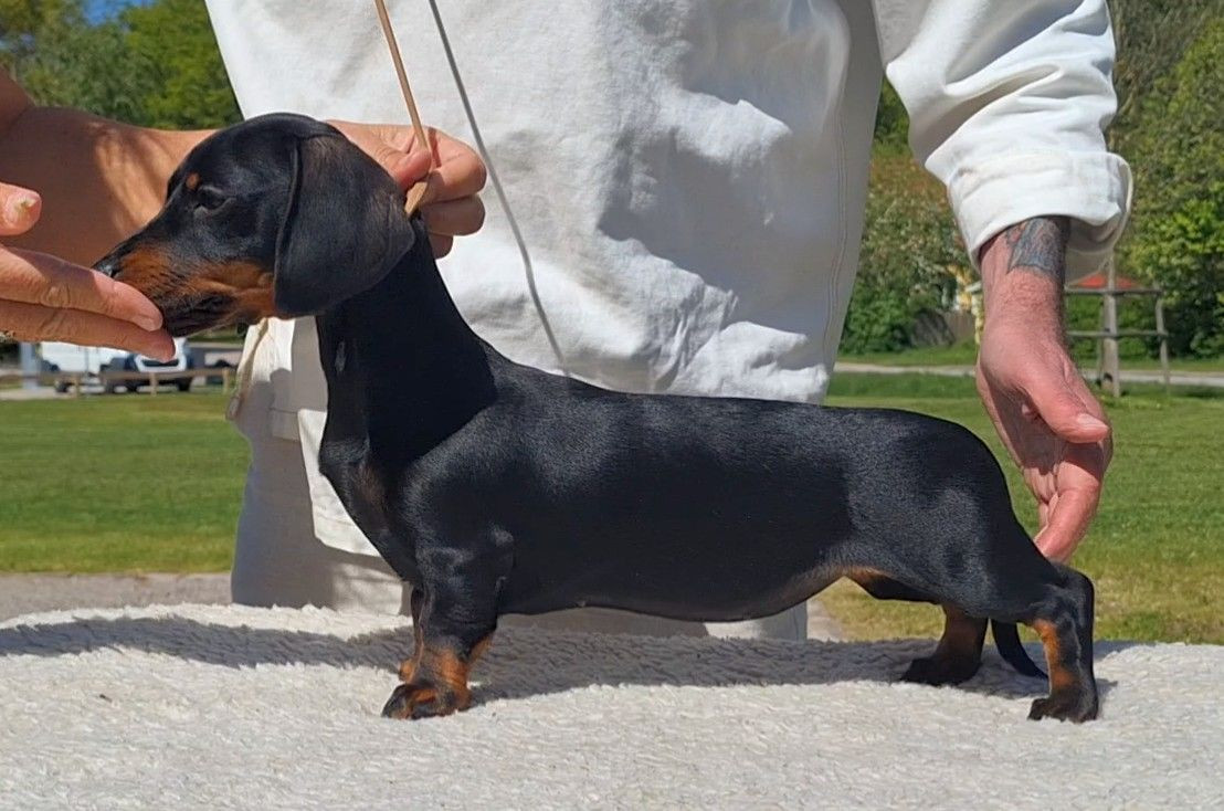 SE10878/2025 Your Choice Black Rose