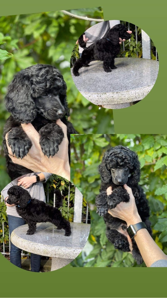 Medium Poodle