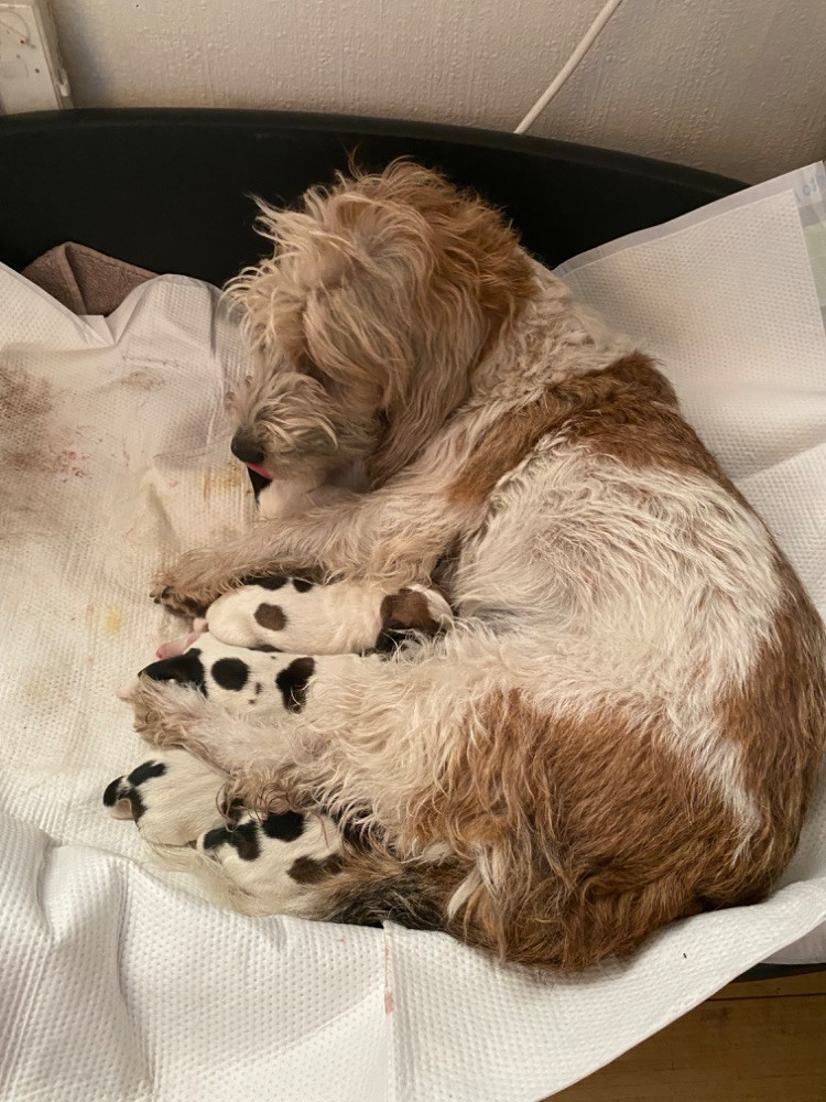 Petit Basset Griffon Vendéen