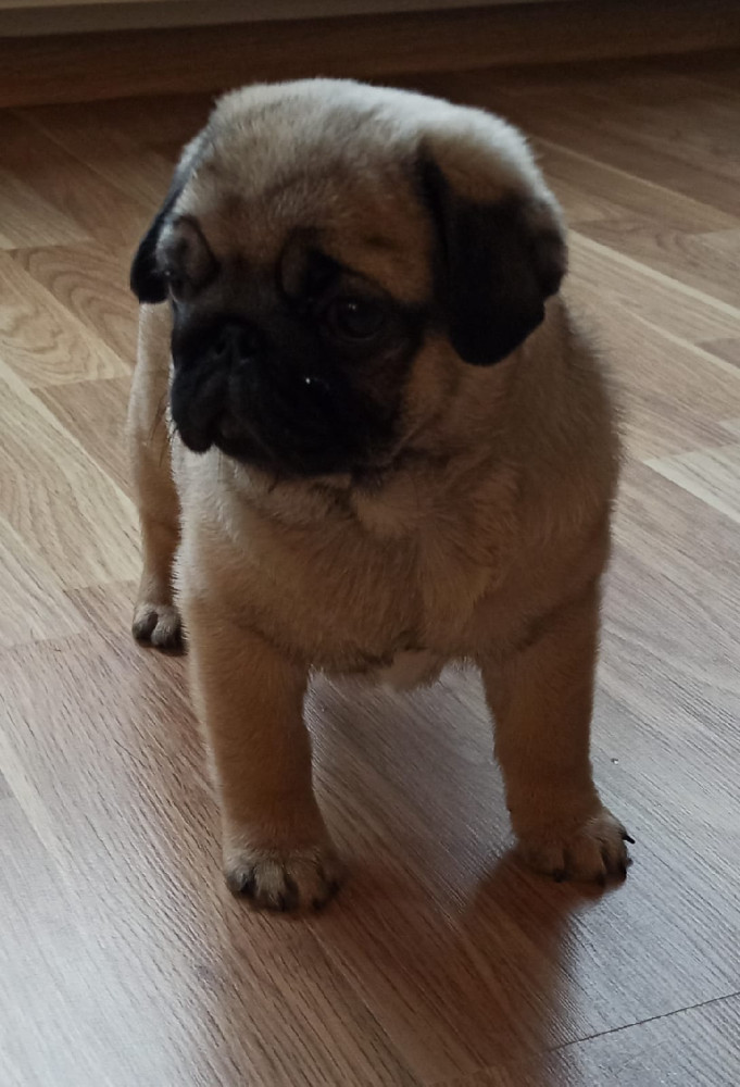 Carlino Diamante