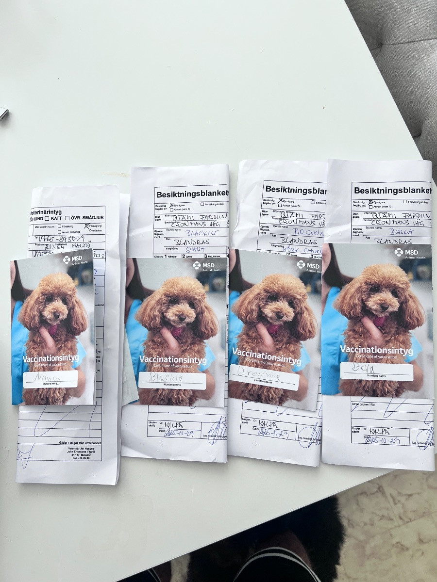 Shih tzu och chihuahua · 2025-10-01 · Malmö · Nanja