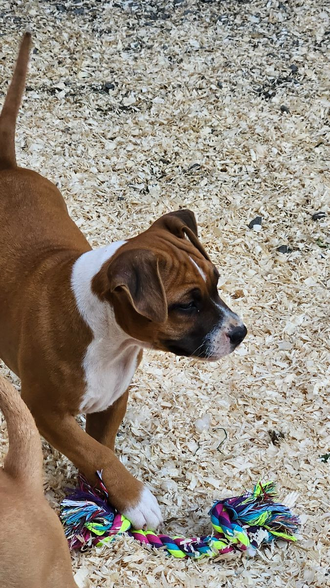 American staffordshire terrier