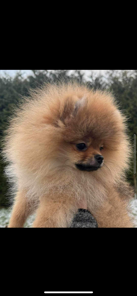 Adorable Plush