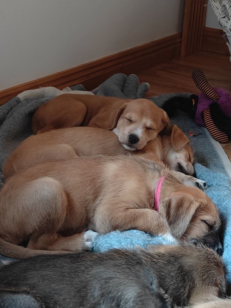 Rhodesian ridgeback Ciobanesc romanesc miorotic · 2025-09-20 · Grängesberg · Cissy C.