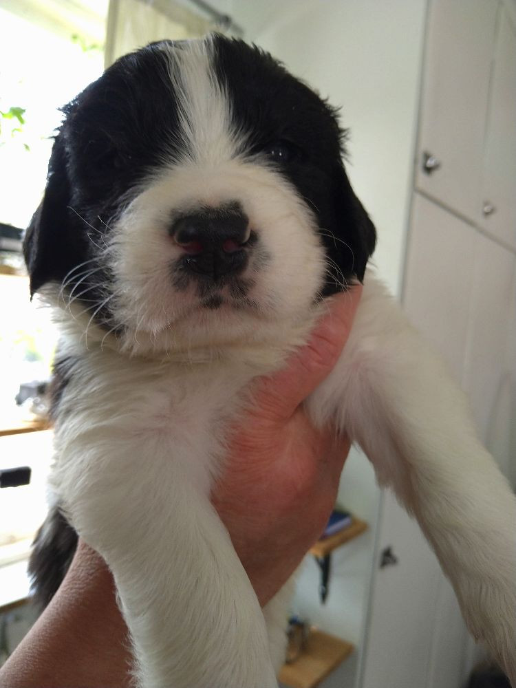 Vågdalens Landseer