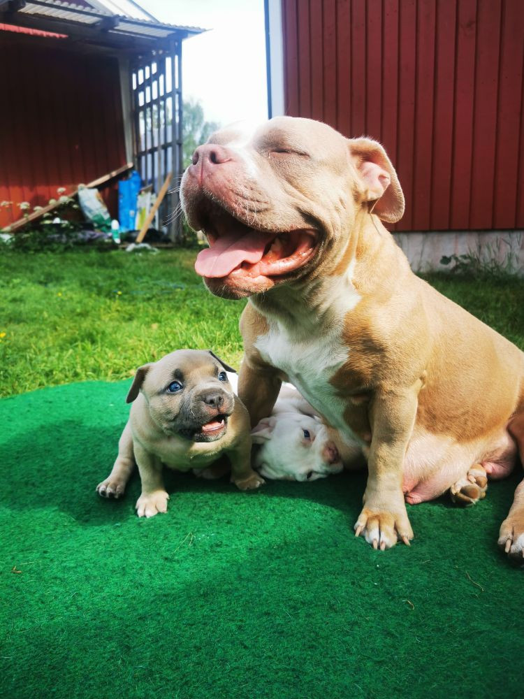 Redhouse Bully