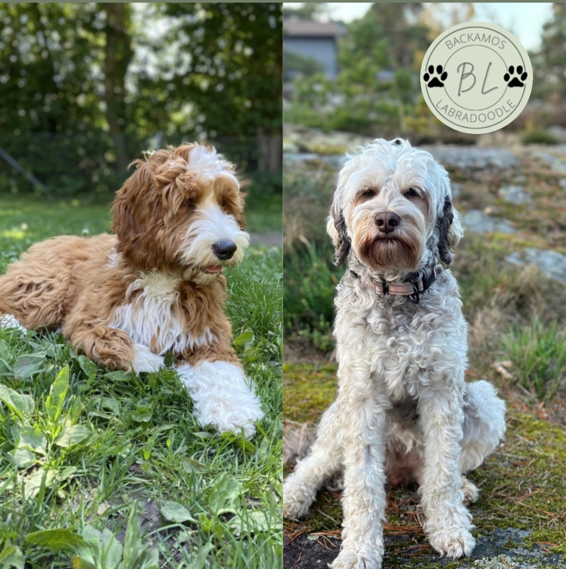 Backamos Labradoodle