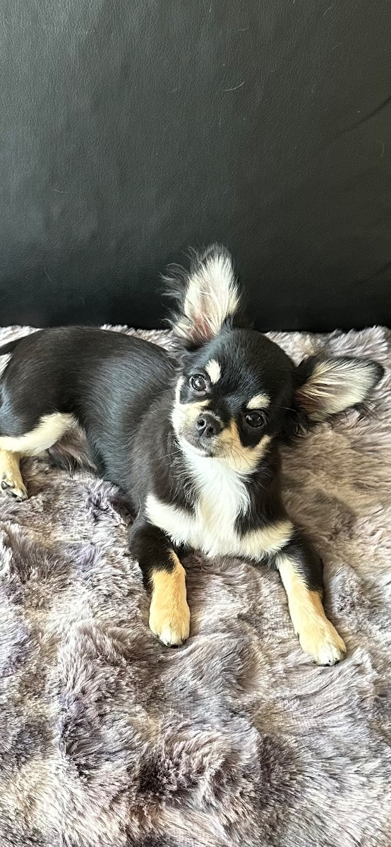 Chihuahua