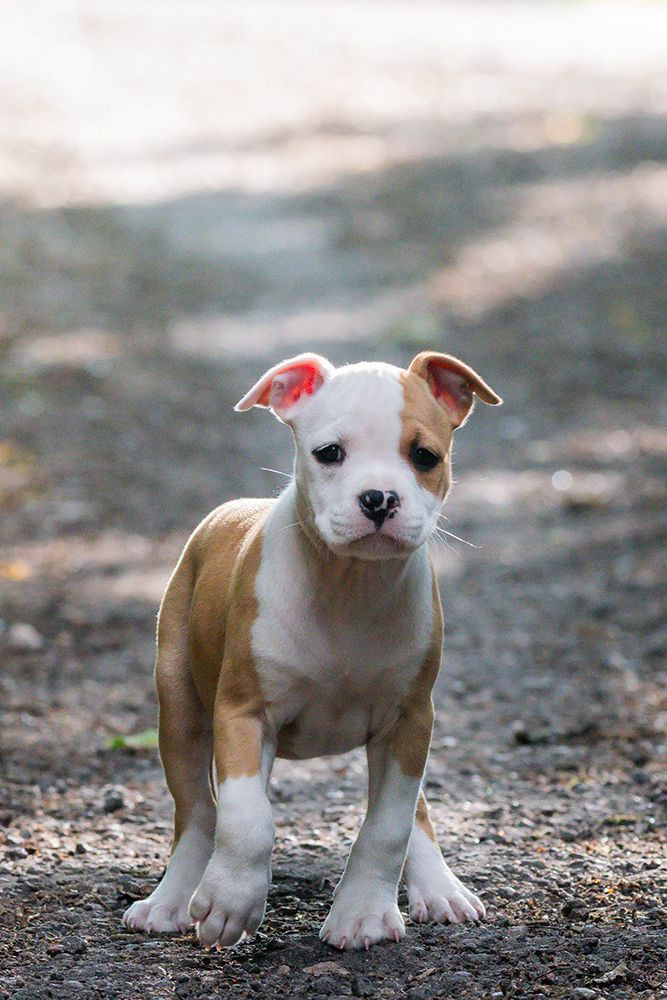 American Staffordshire Terrier