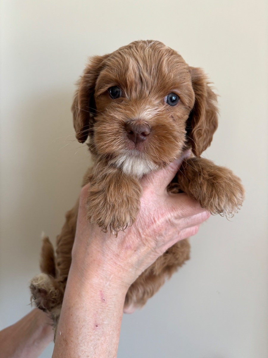 Australian Labradoodle