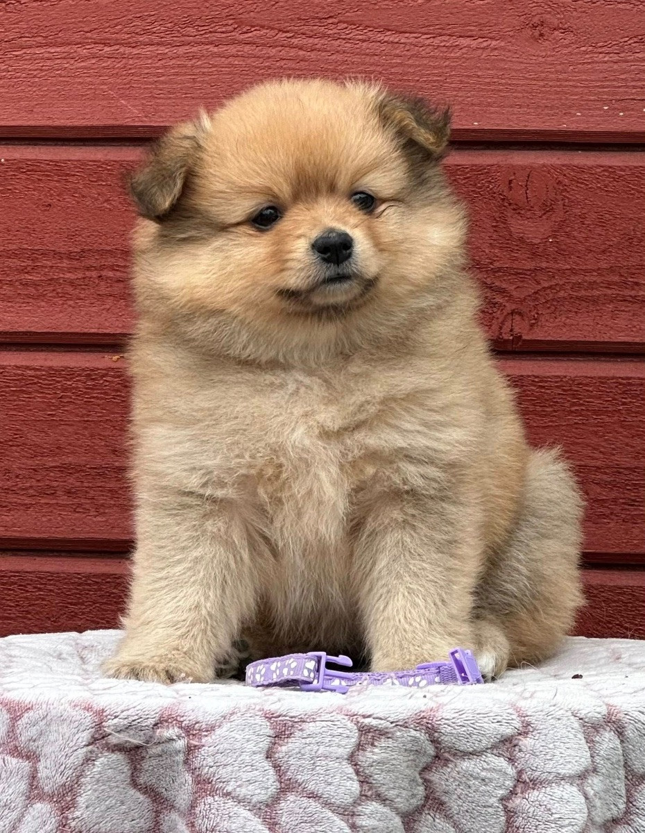 German Spitz – Mittelspitz