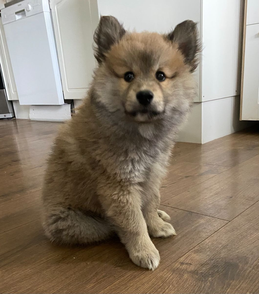 Finnish Lapphund