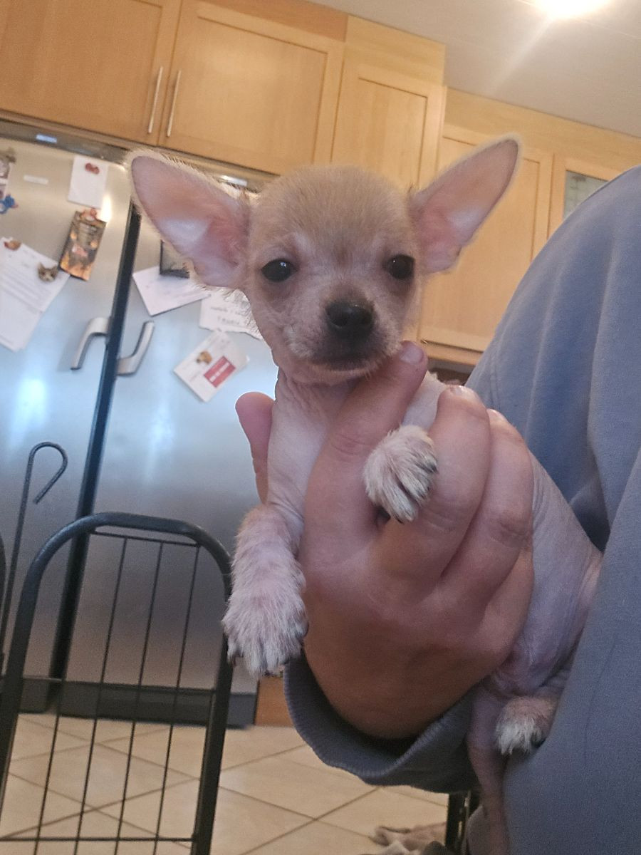 Chihuahua, pomeranian, Chinese Crested Dog · 2025-10-15 · åstorp · Sarah H.