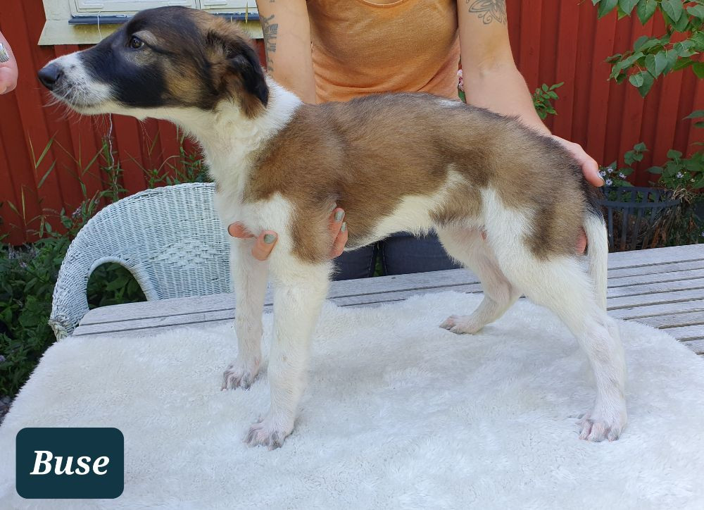 Borzoi