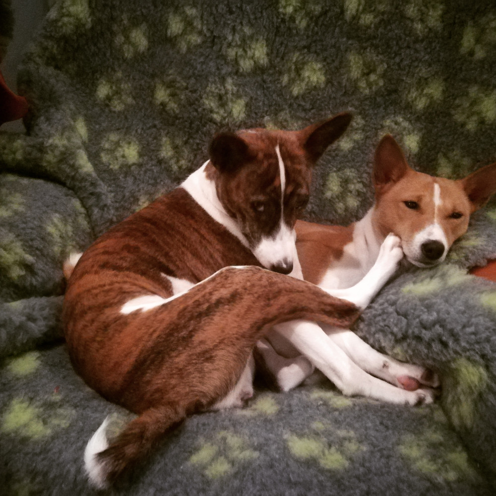 Kennel Wazin