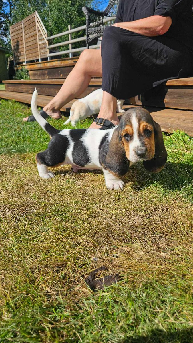 Basset hound