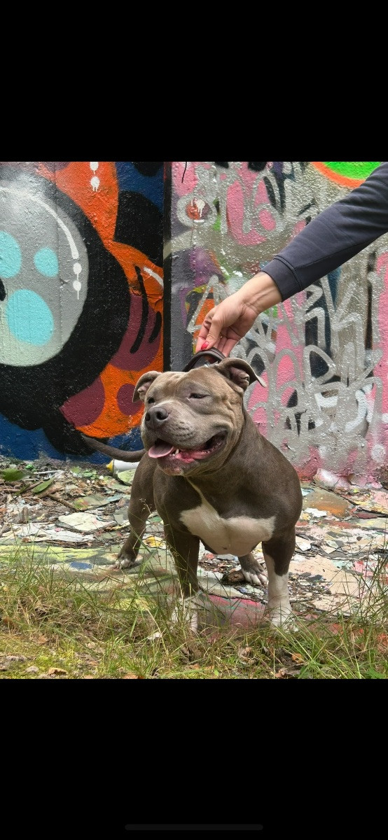 American Bully · 2026-01-14 · Karlstad · Zusanna D.