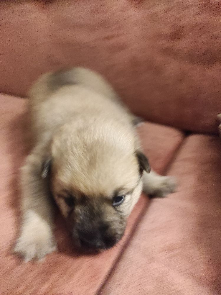 Finsk spets och Norrbottens och Karelsk björnhund