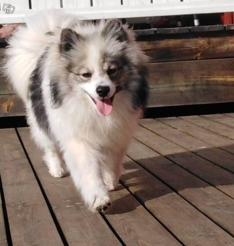 Tysk spets – mittelspitz