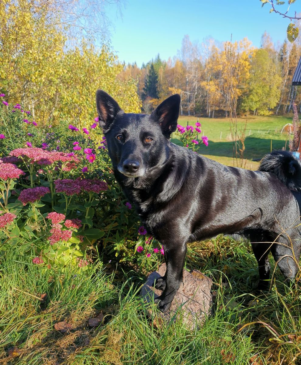 Svartspetsen