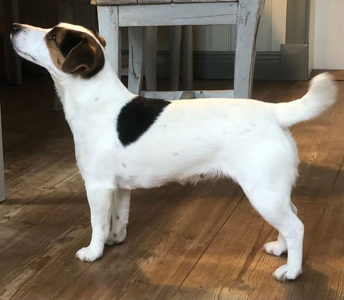 LIMELIGHT Kennels