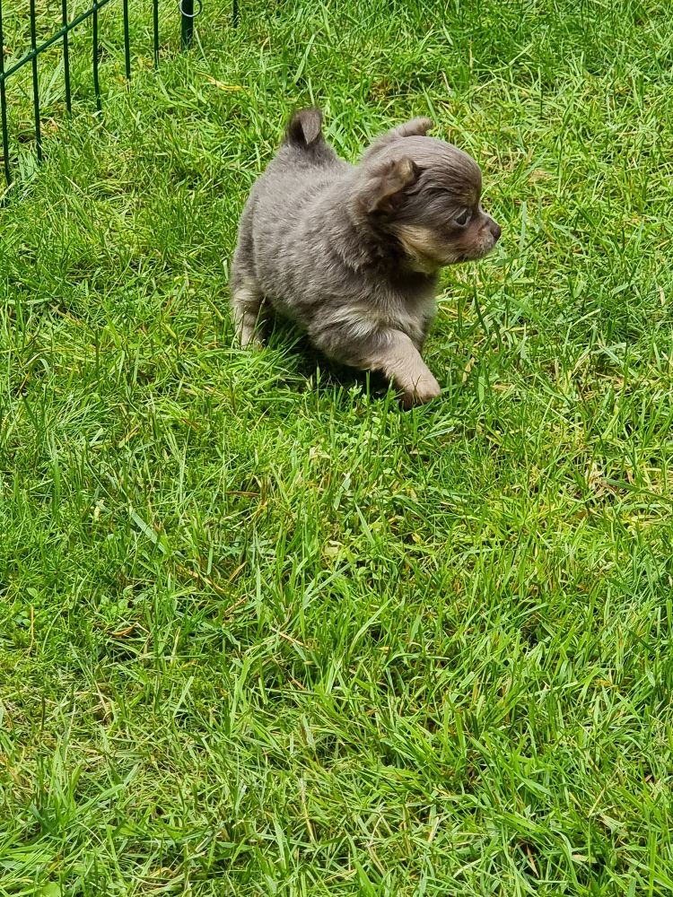 Chihuahua