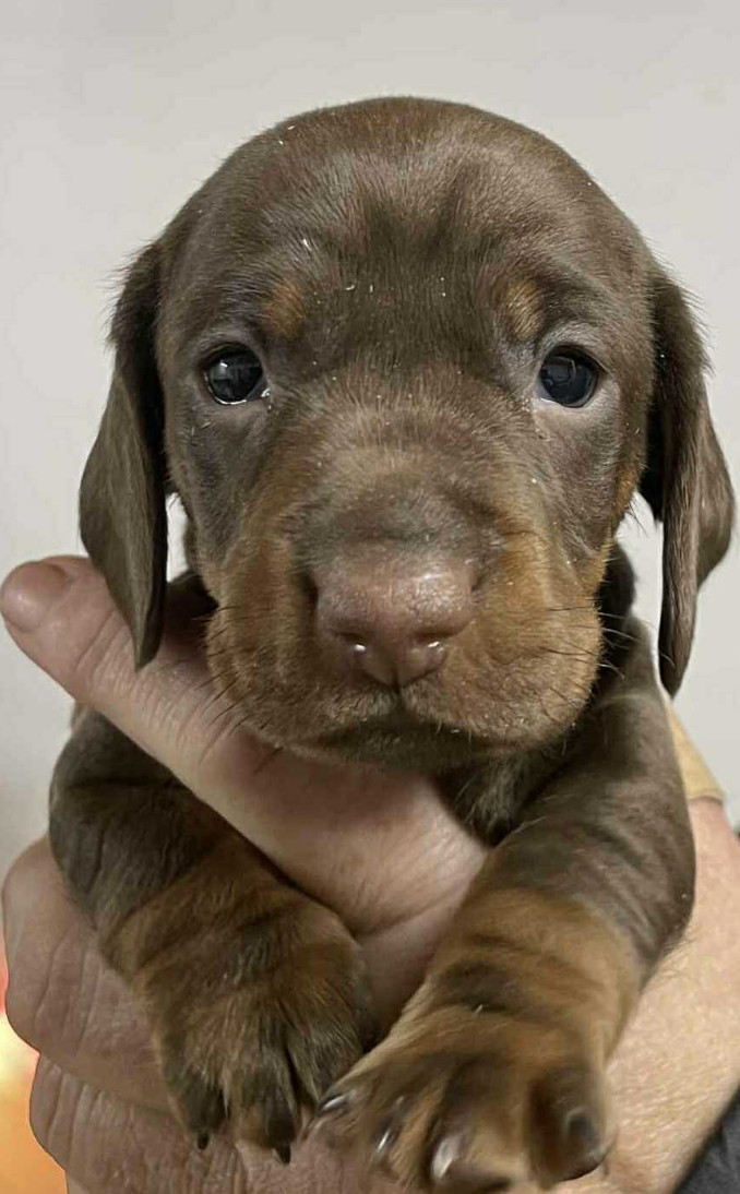 Dachshund