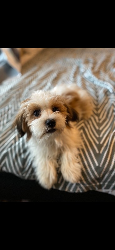 Papillon & Lasa Apso