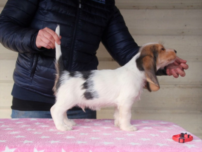 Grand basset griffon vendéen