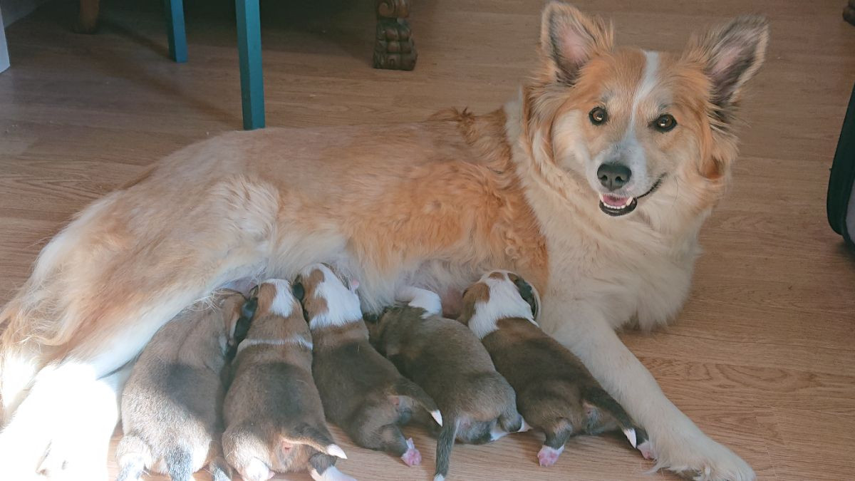 Hageborns