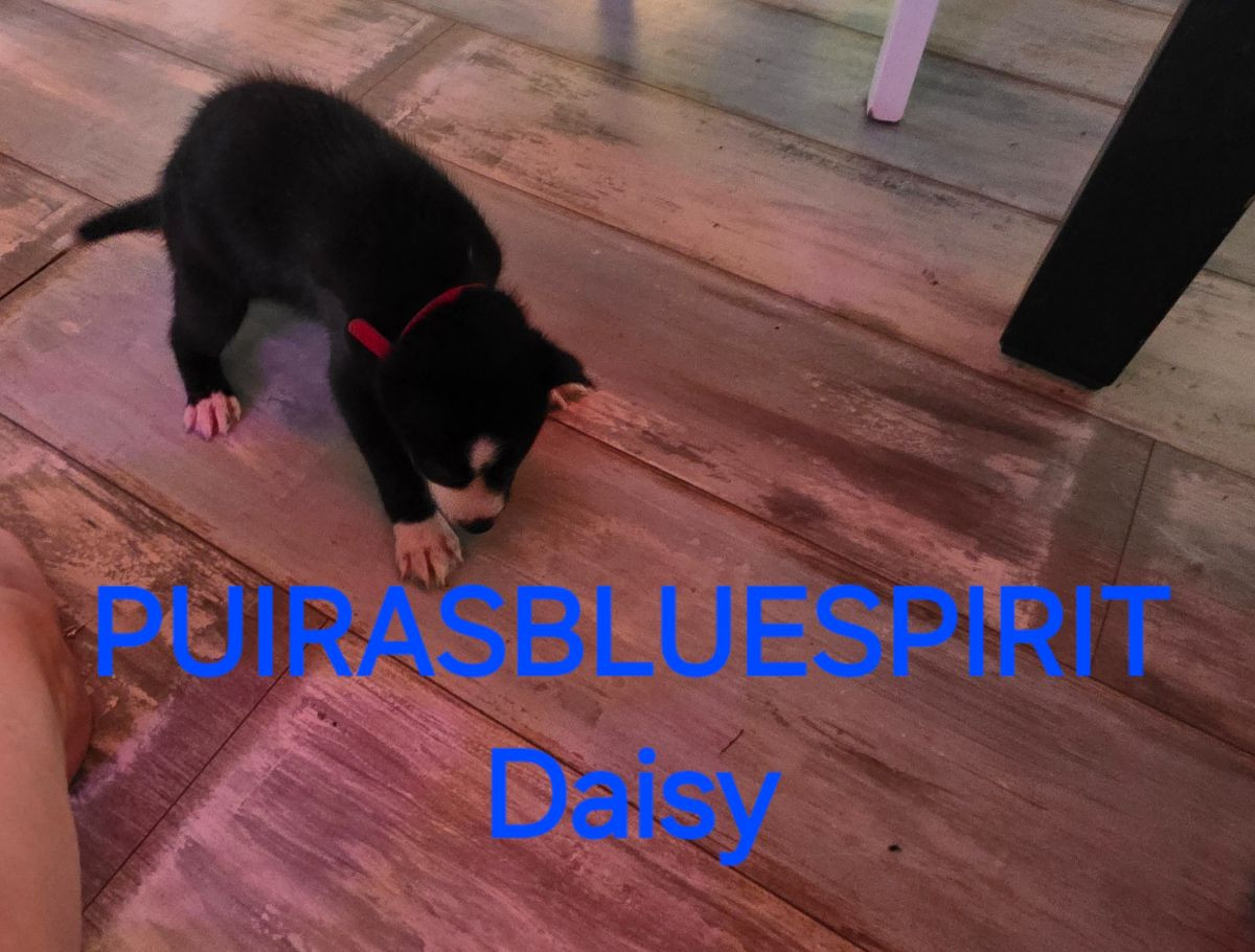 Puirasbluespirit