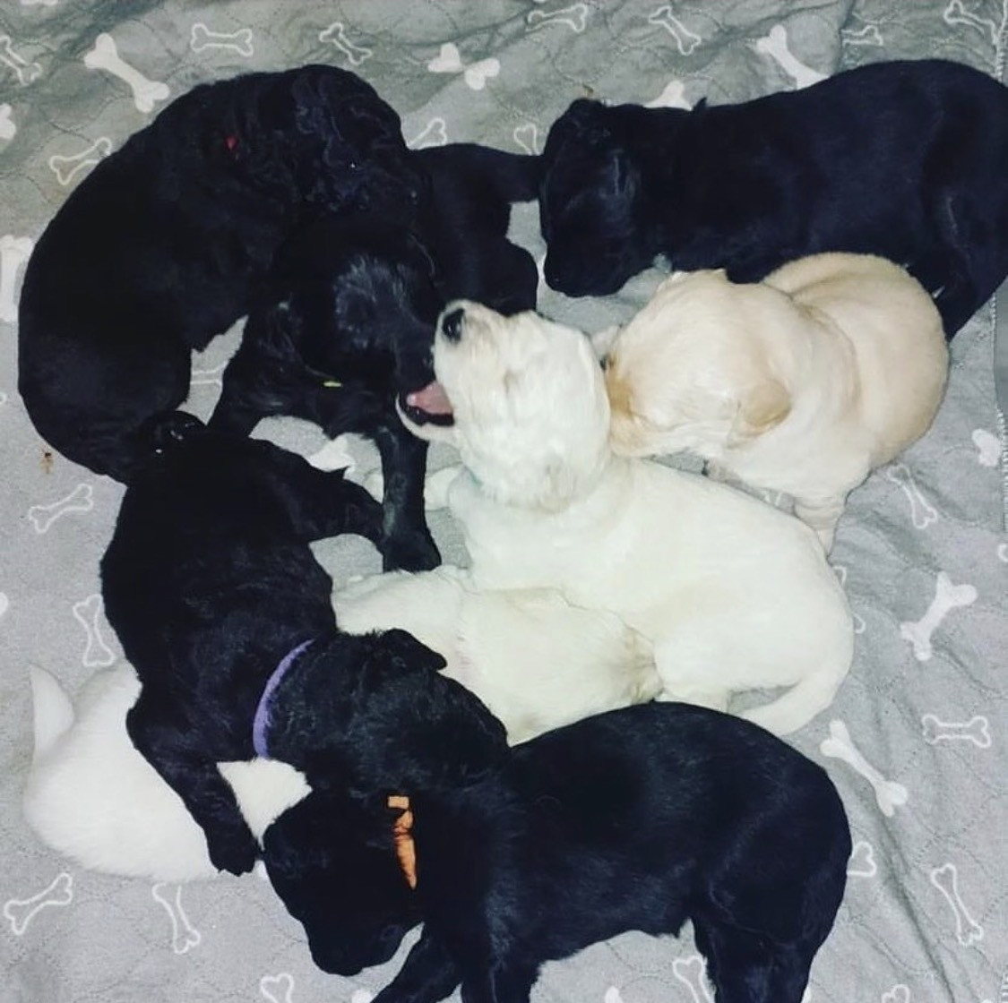 Labradoodle · 2026-01-11 · Skultuna · Björn M.