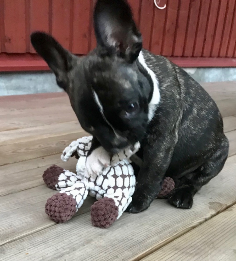 French Bulldog