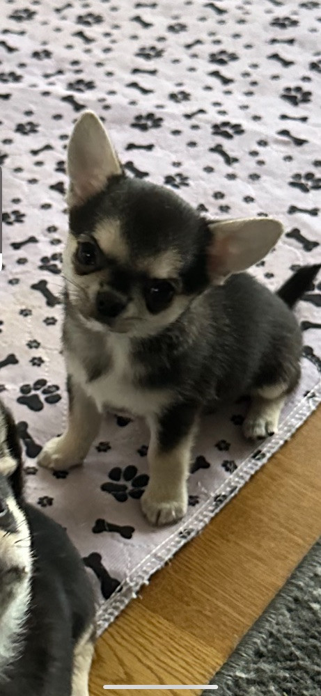 Mini chipette