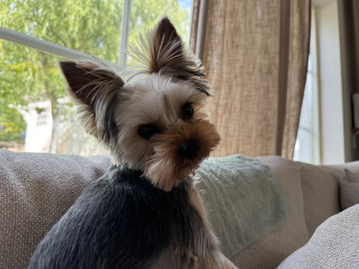Louie