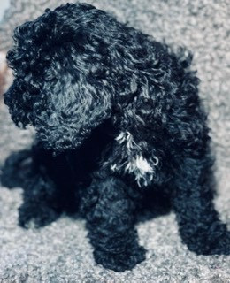 Spanish Water Dog (Perro de Agua Espanol)