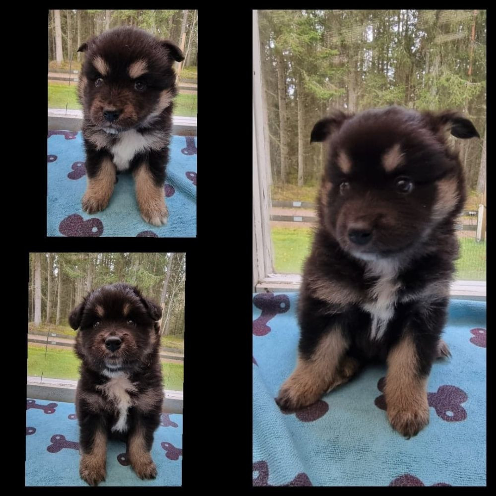 Finnish Lapphund