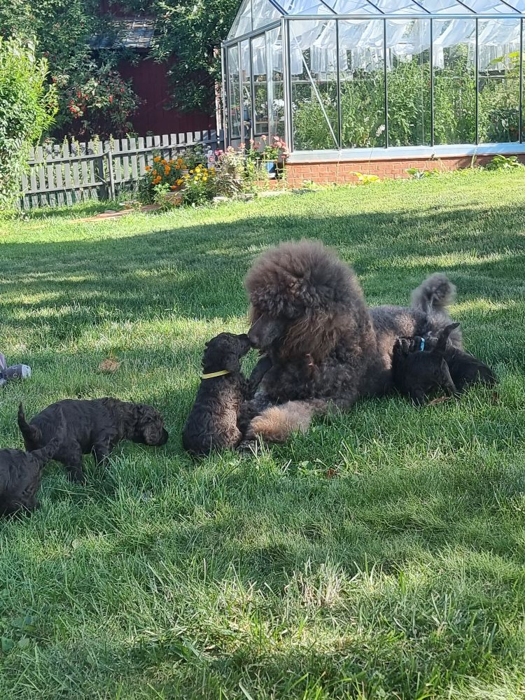 Standard Poodle